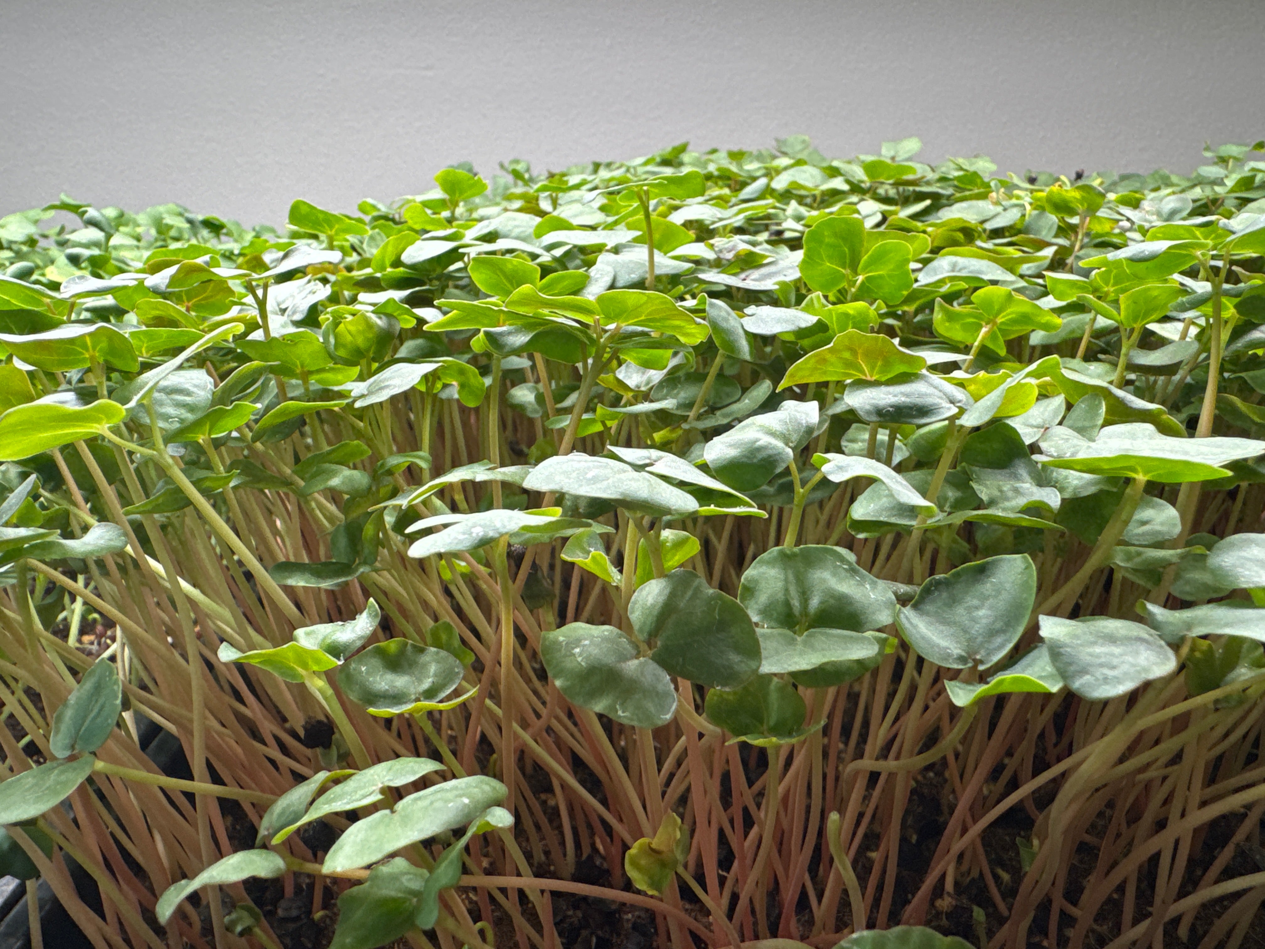 Organic Buckwheat Microgreens 2oz