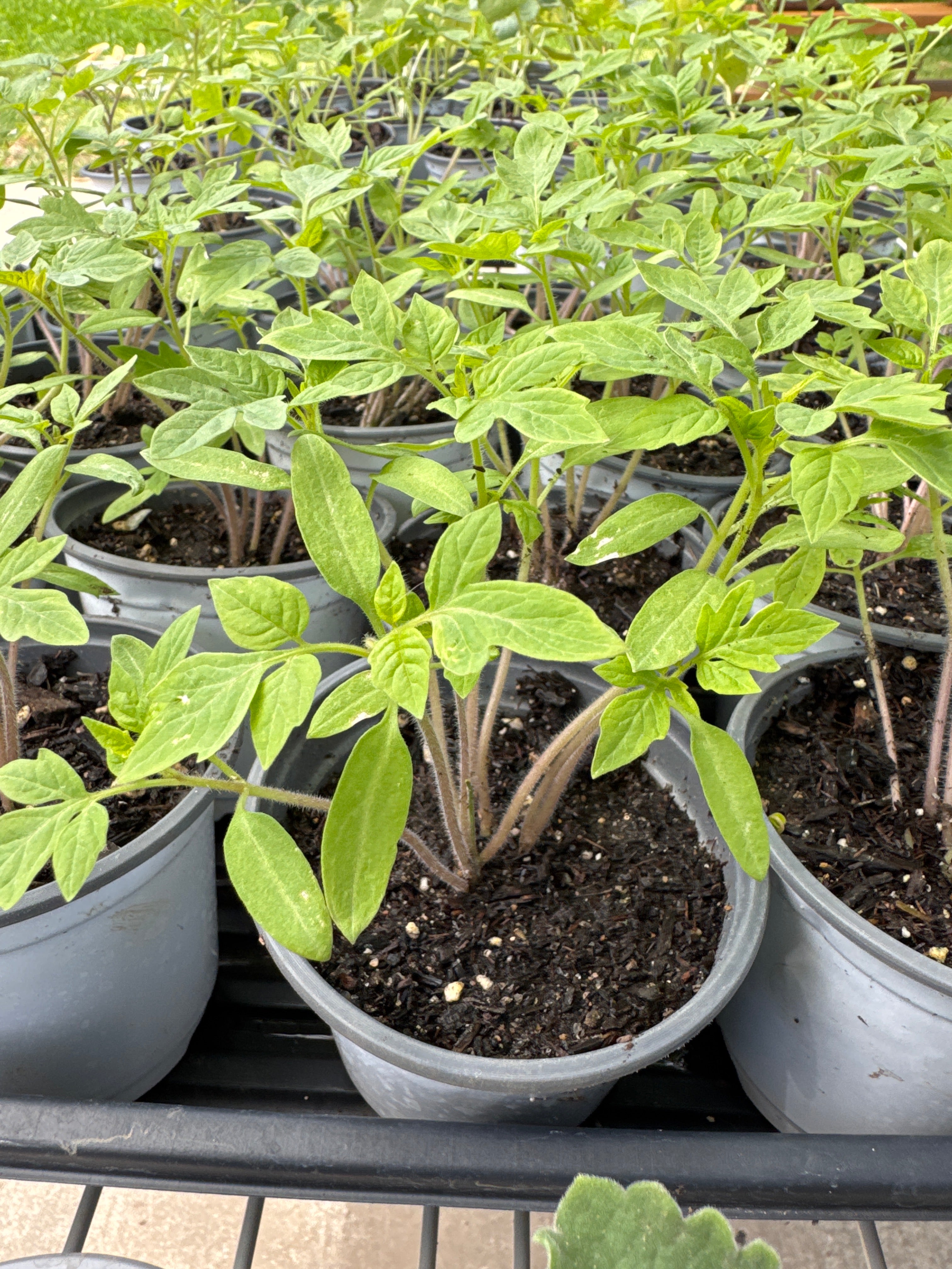 4” Organic Roma Tomato