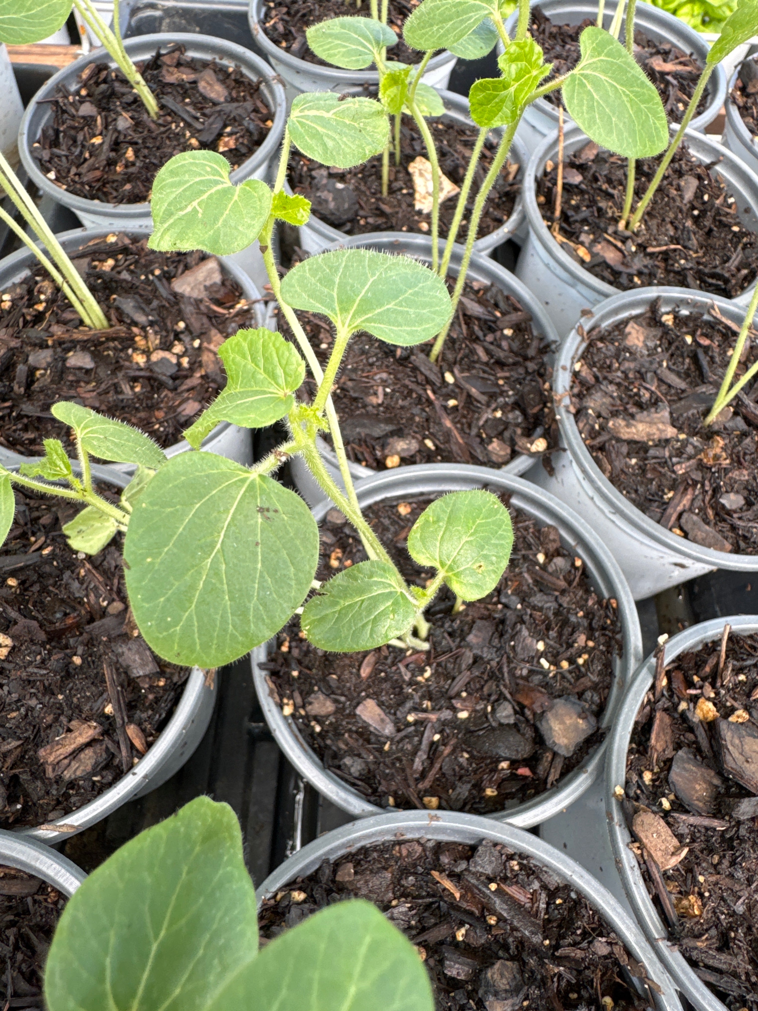 4” Organic Okra