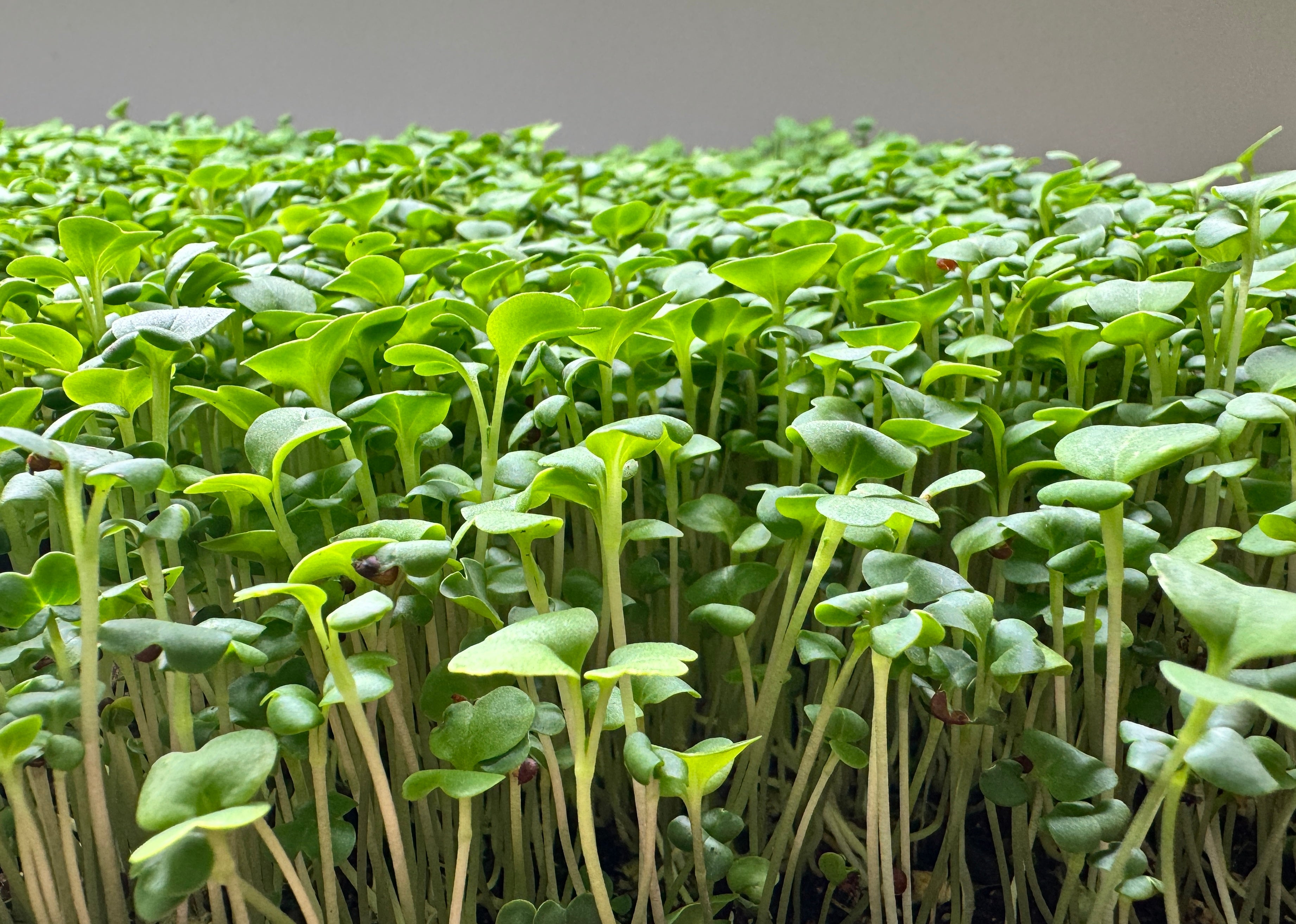 Organic Chinese Cabbage Microgreens 2oz