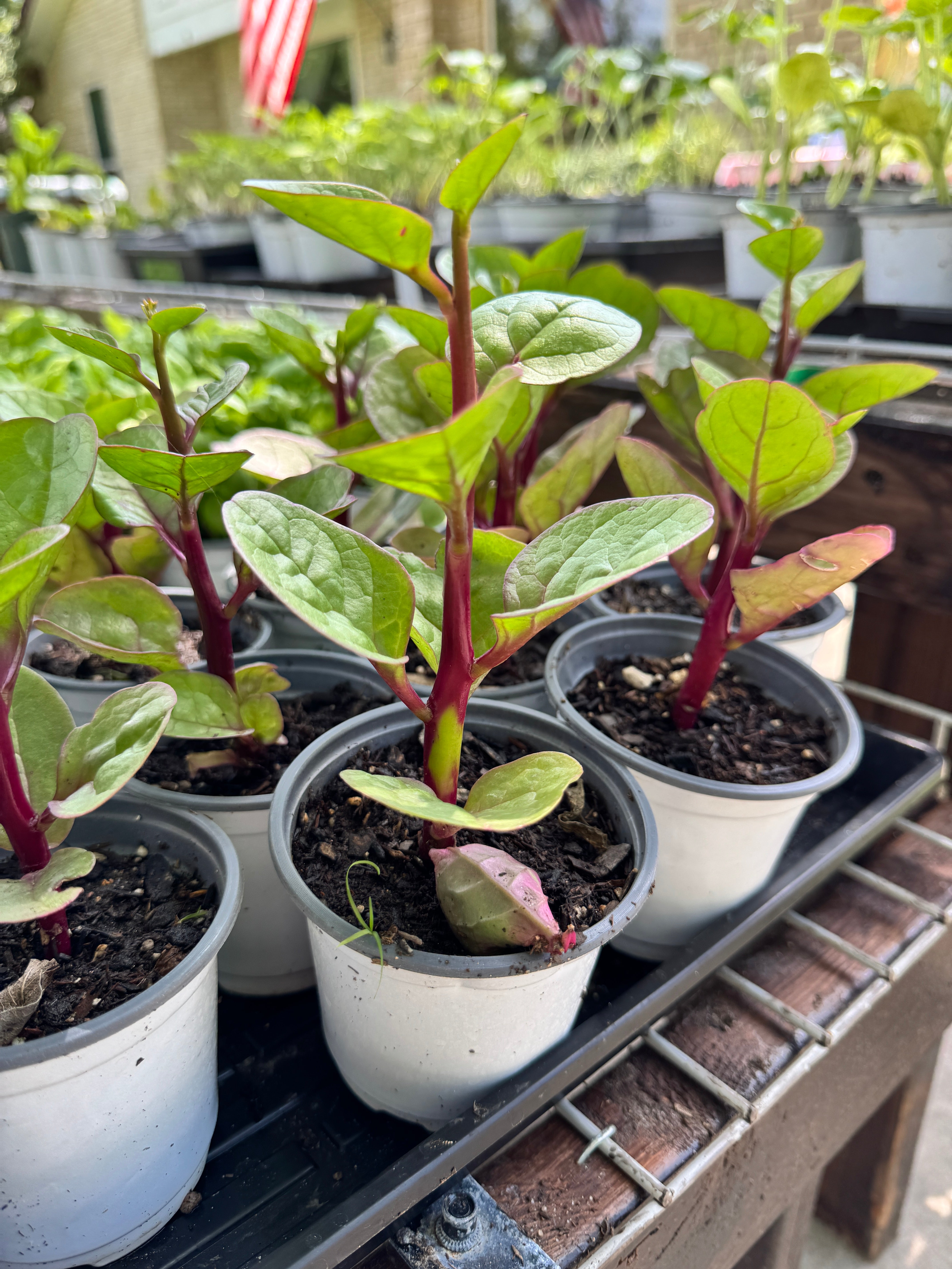 4” Organic Climbing Spinach