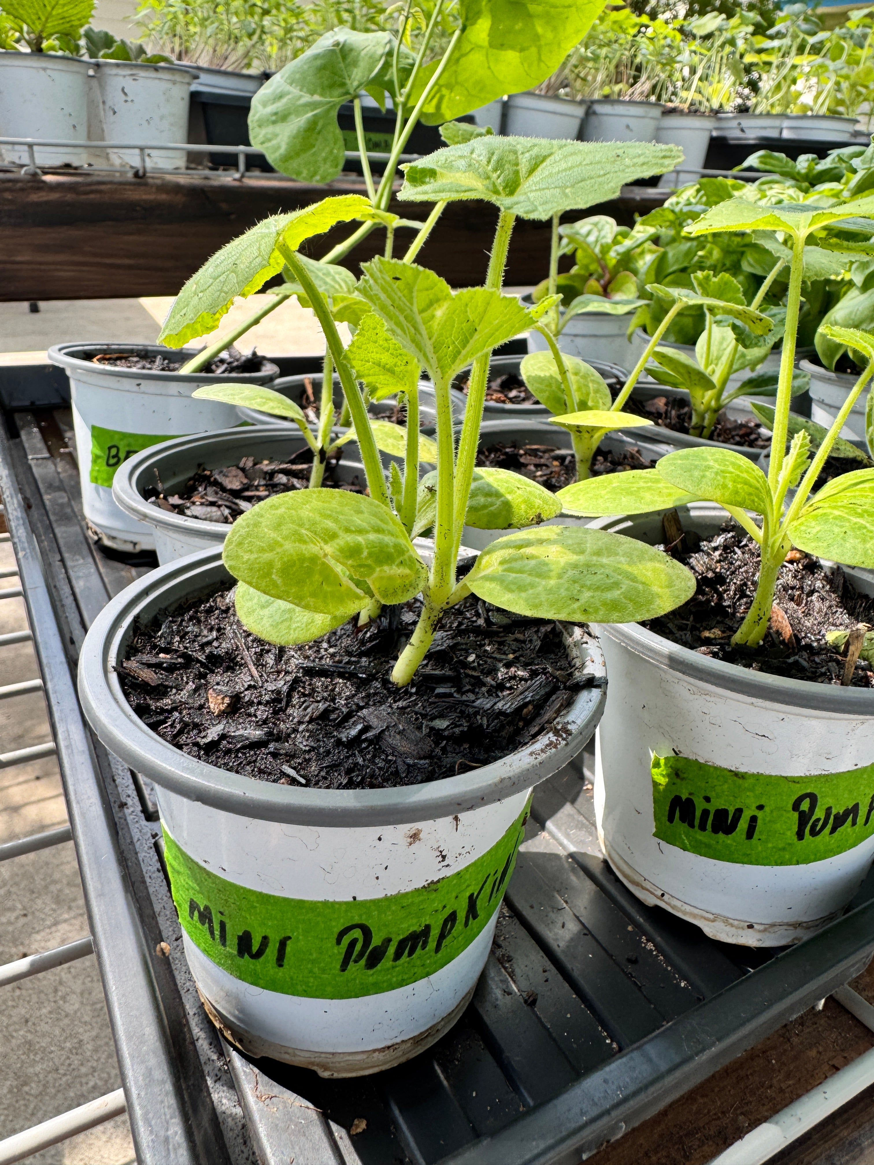 4” Organic Mini Pumpkin