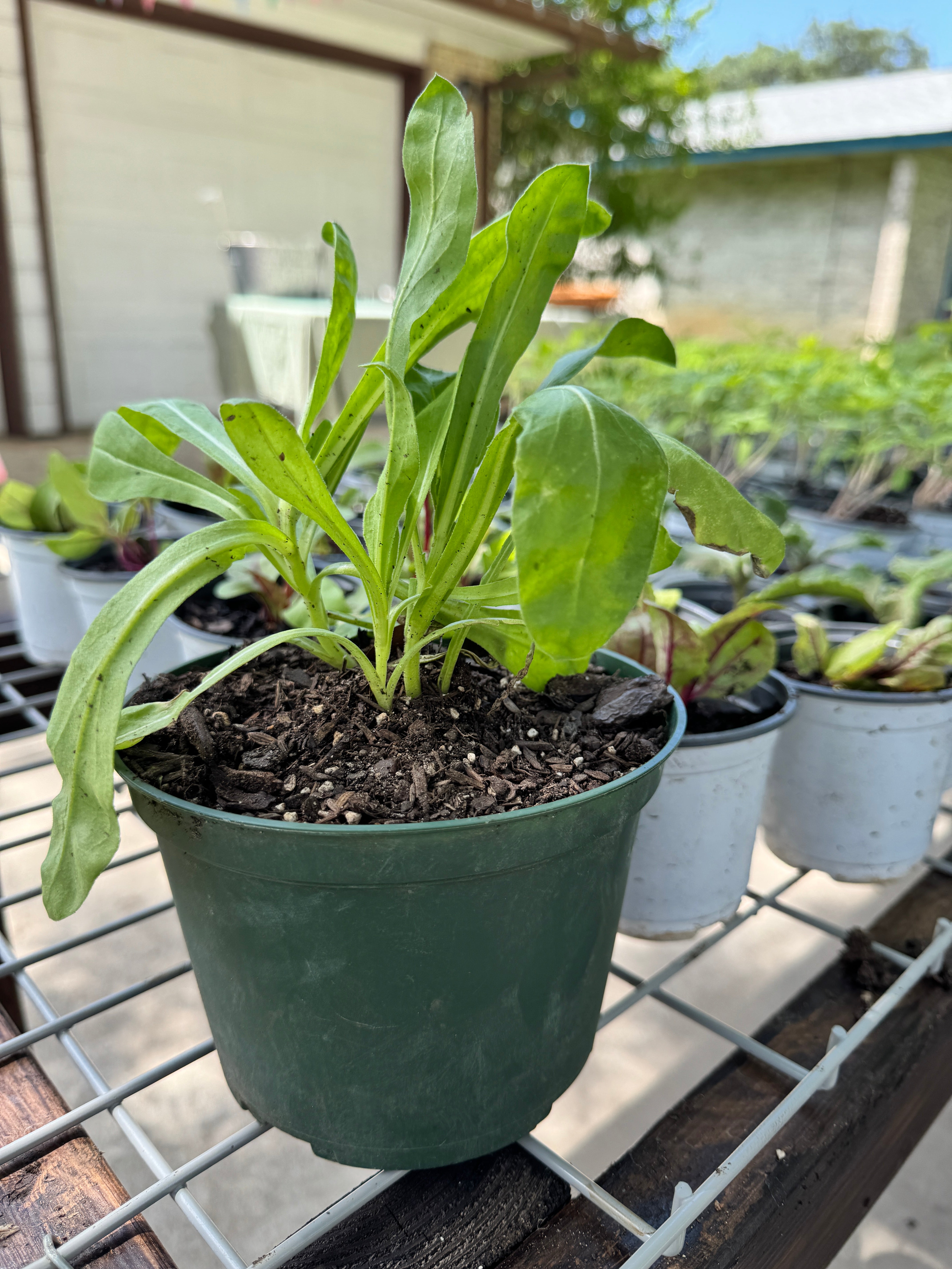 6” Organic Calendula