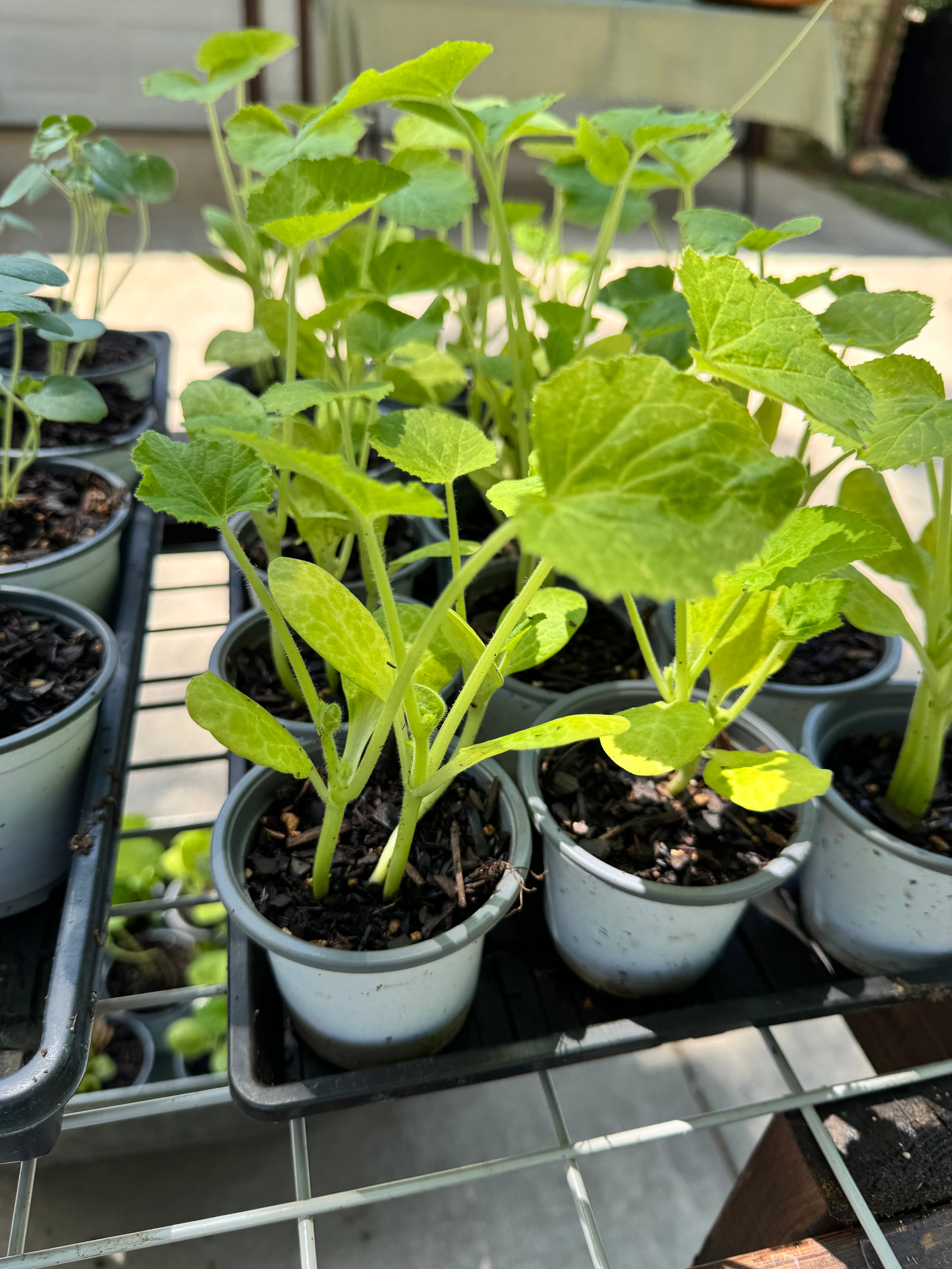 4” Organic Summer Squash
