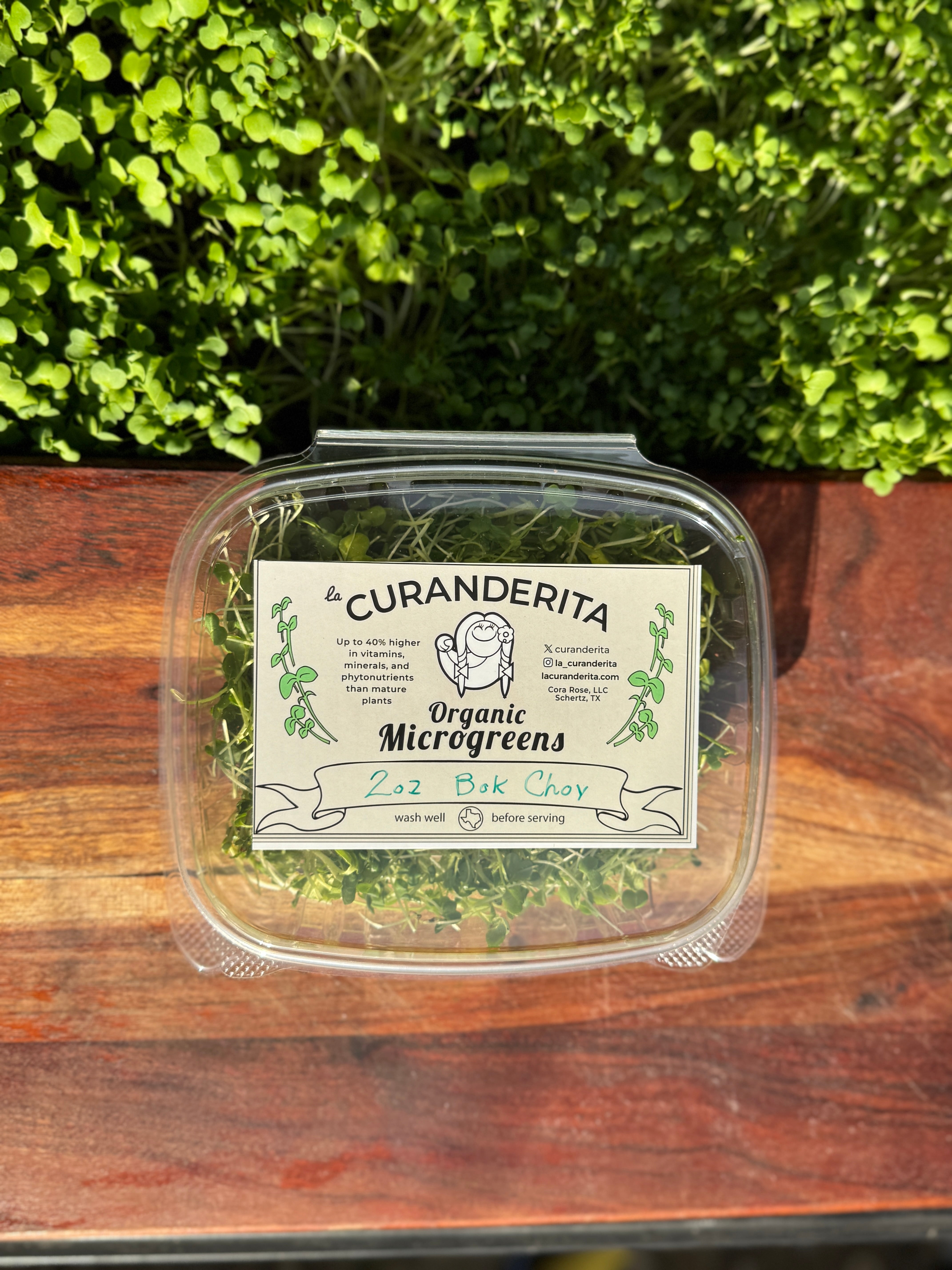 Organic Chinese Cabbage Microgreens 2oz