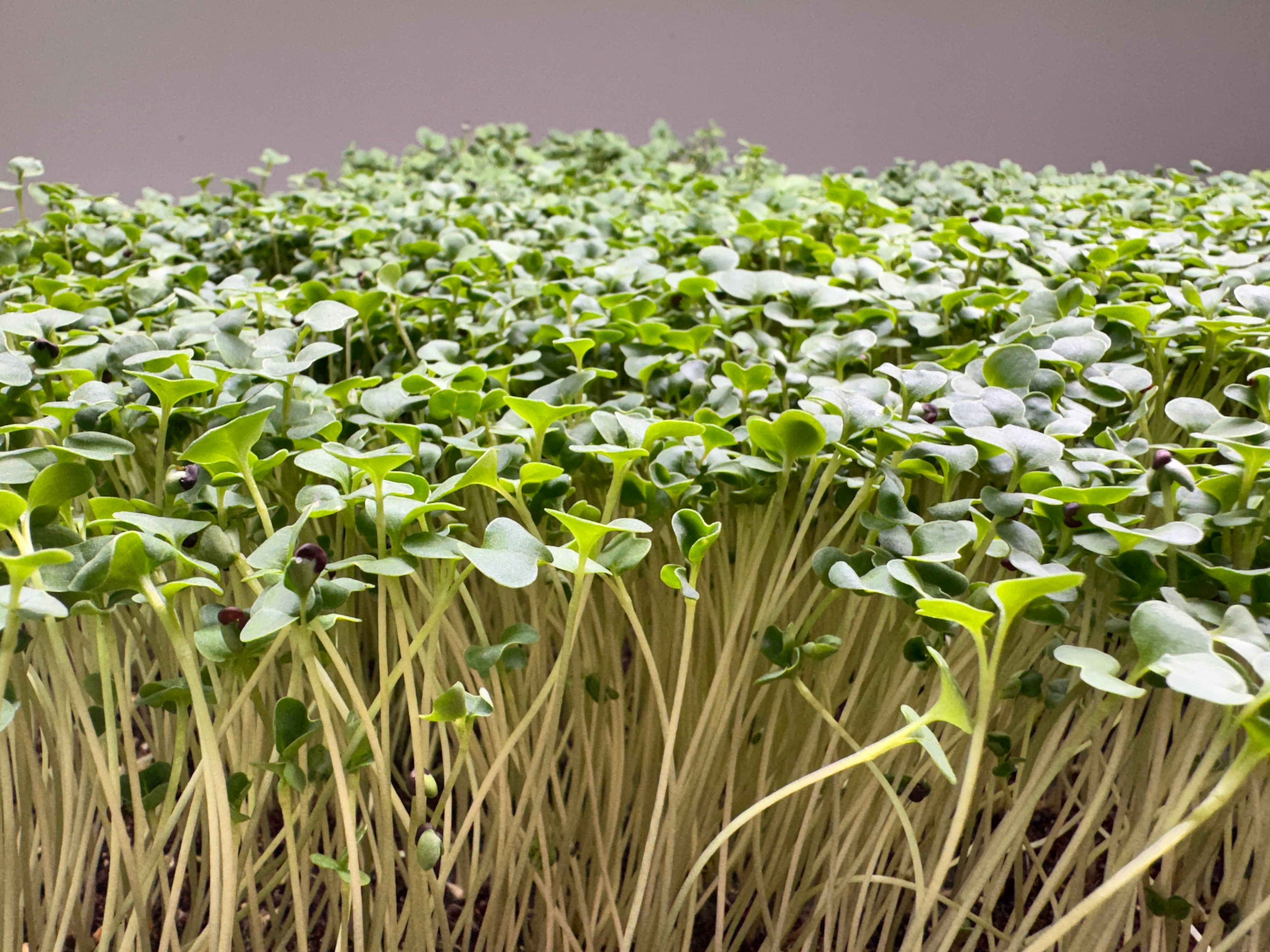 Organic Broccoli Microgreens 2 Oz